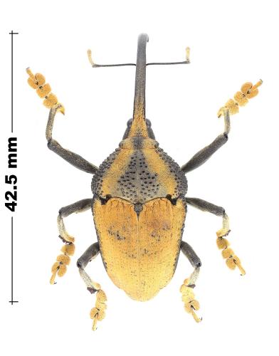 Rhinastus sternicornis